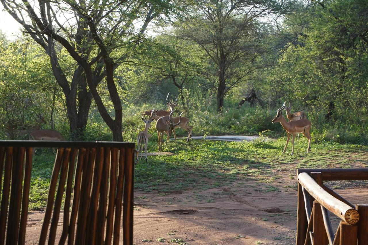 Giraffe Plains Villa Marloth Park Kültér fotó