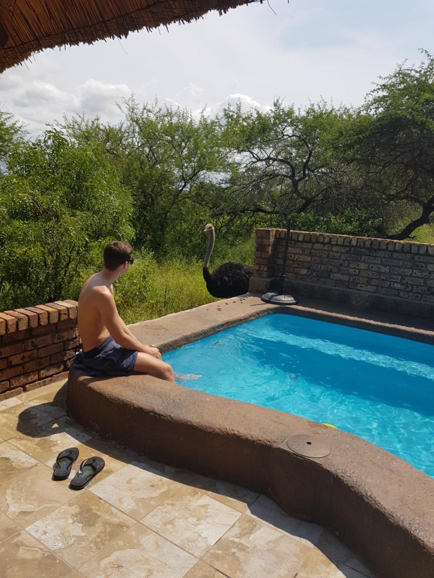 Giraffe Plains Villa Marloth Park Kültér fotó